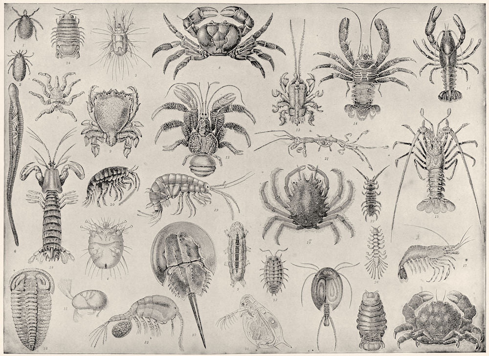 CRUSTACEA. Crab bug louse flea shrimp crayfish prawn lobster Ione Cypria 1907